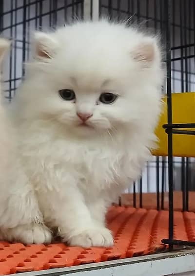 Persian female kitten for sale My WhatsApp number 03 25 022 67 56