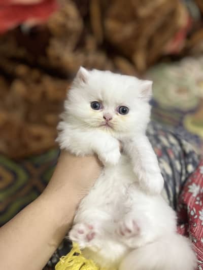 Persian kitten for sale