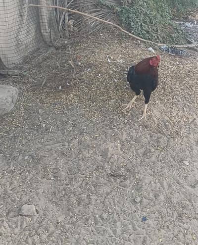 lakha murgha heeri murghi egg laying or Mia wali patha