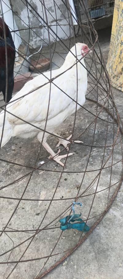 china patha lakha Mia wali one eyes breeder or heaara female