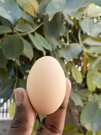 Pure Aseel quality egg