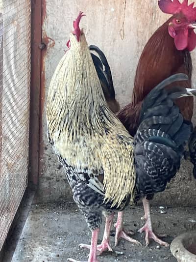 Desi Roosters for Sale 2.5 kg per piece weight
