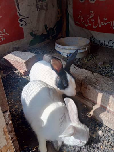 Red ayes rabibit male and female