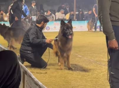 German Shehpherd Male Available For Stud Only