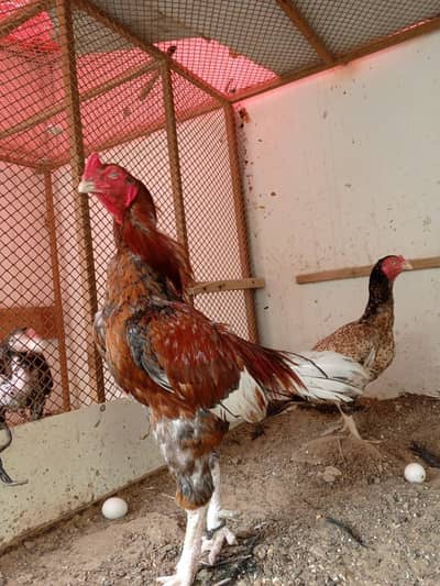 Mia wali breeder male one eyes