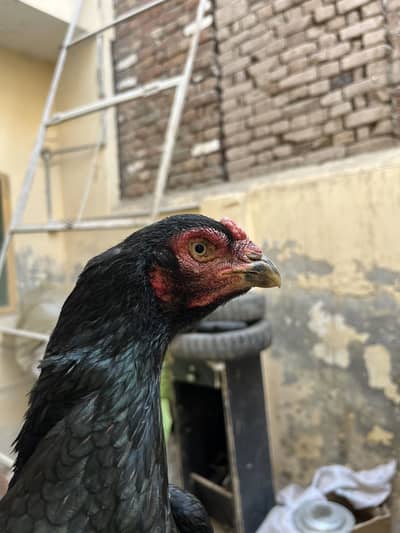 White hera murgi for sale