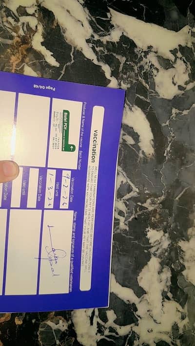 Persian Cat Mix Kitten