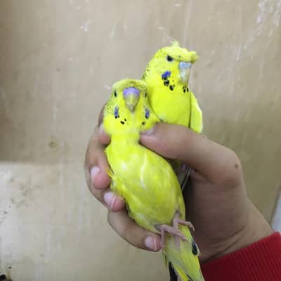 back frill TCB pair for sale