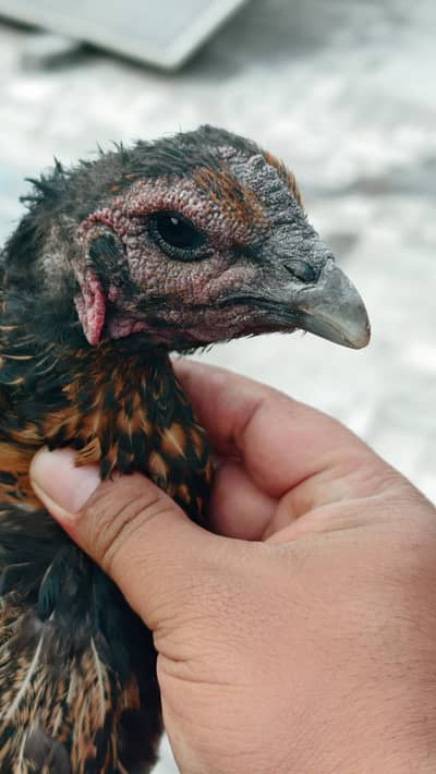 good Quality dragon aseel pair