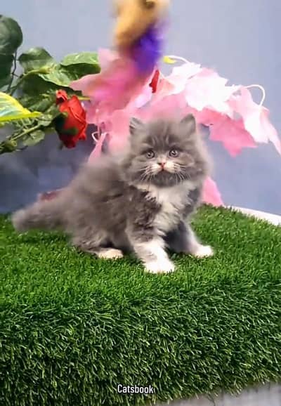 Persian Cats & Kittens for Sale may WhatsApp 03493839133
