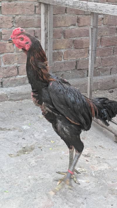 Breed :Thai , Colour : black ,age : 8 months, Vaccinated