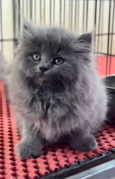 Persian Cats & Kittens for Sale may WhatsApp 03493839133