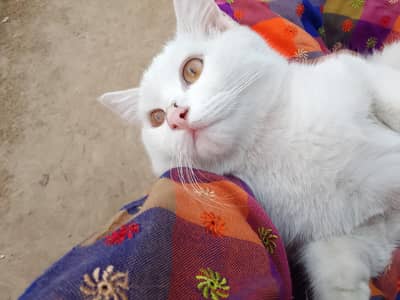 White fur Cat