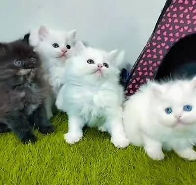 Pure Persian kitten male female Mor WhatsApp 03094016734