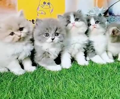 Pure Persian kitten male female Mor WhatsApp 03094016734