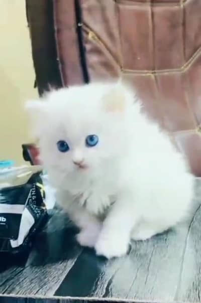 Persian Cats & Kittens for Sale may WhatsApp 03493839133