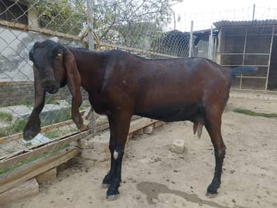 Female Goats | Desi bkri | beetle bkri for sale | Nagri Beetle bakri