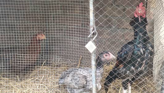 Aseel pair 2 murgi eik murga,