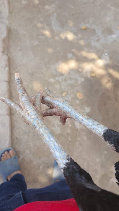 Pure Aseel ha mushki murgi