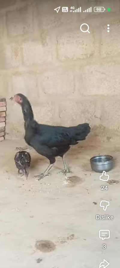 I'm selling Aseel 2 female 1 misree female