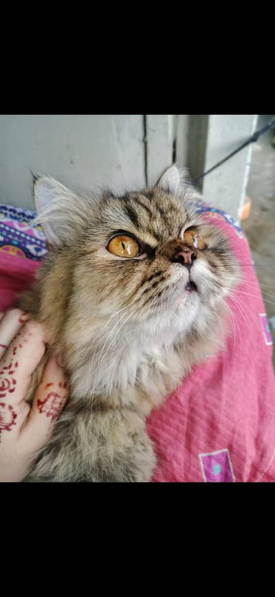 Persion Cat 1 Year