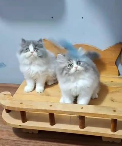 Persian Cats & Kittens for Sale may WhatsApp 03493839133