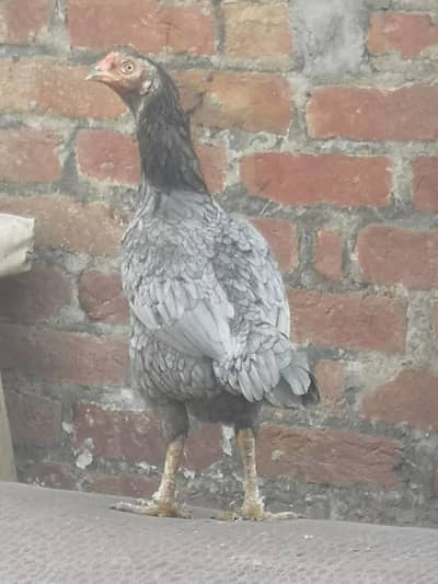 slati madi bohat alw nasal ki hei  khapreal nali saaaf wight ankh mei