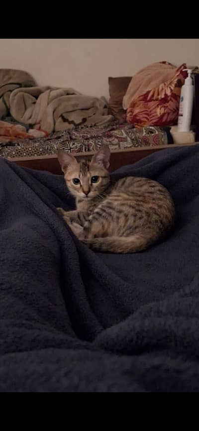 she knows tricks  handshake high-five and sit