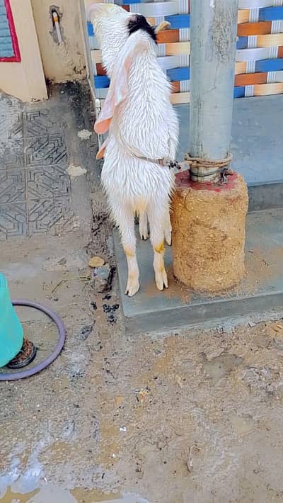 gulabi breeder for breeding purpos only