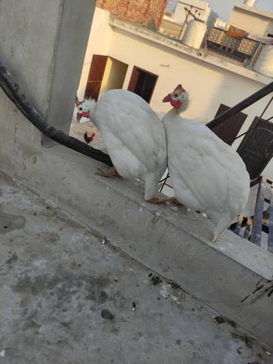 White Chakor Pair and 1 Gray female | Healthy and active