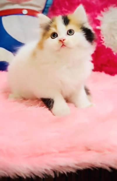 Persian Cats & Kittens for Sale may WhatsApp 03493839133
