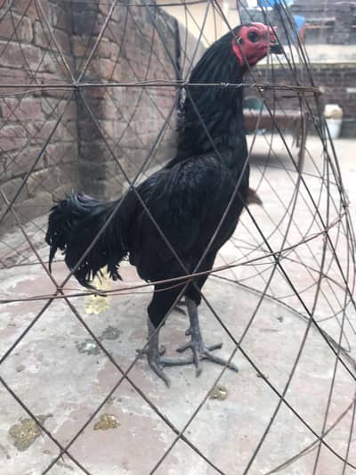 Pure Thai dragon ptha for sale