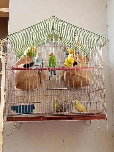 parrot budgrie. . . price fix