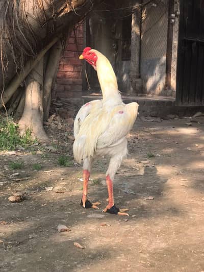 White King Shamo Male