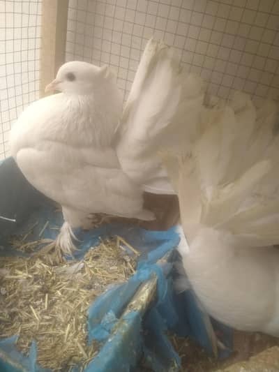 White Lucky Pigeon Pair