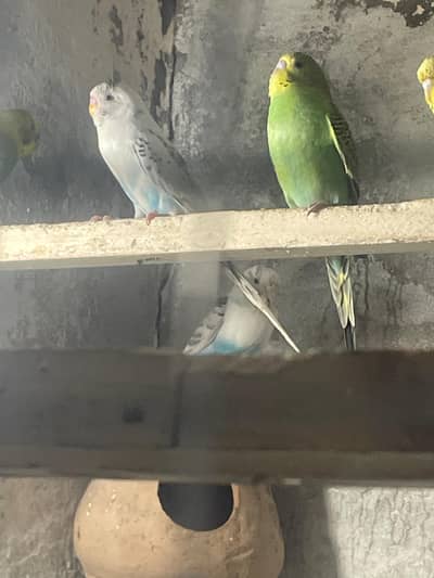 full split quality budgies +92 319 0413899 Whatsapp