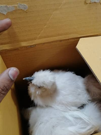 Silkie Chicks