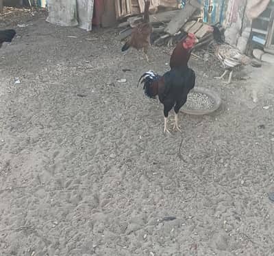 Mia wali breeder male one eyes