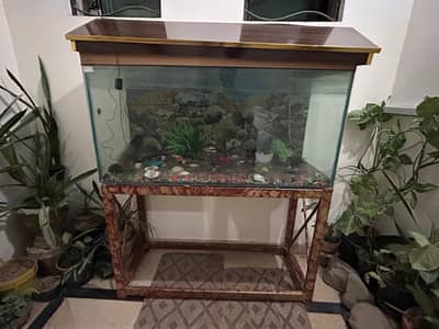 fish tank with all execeris