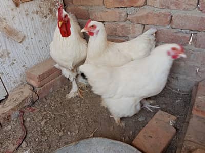 golden buff white buff egg