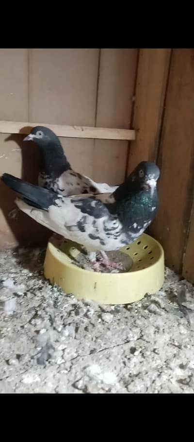 boat Akshay kabootar hai jis bhai ne Lene ho to rabata Karen