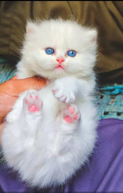 Persian kitten ready to go new home