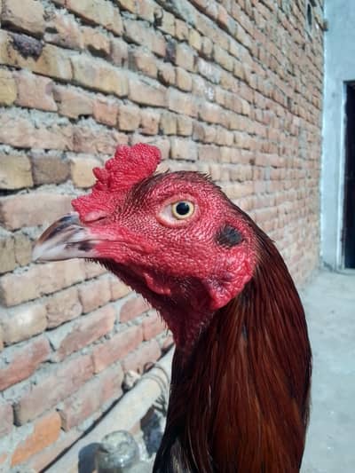 lakha nar bahit acha band joor lambi hafii mazboot