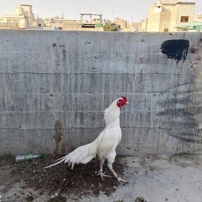 for sale location Karachi what aap num 03123195986