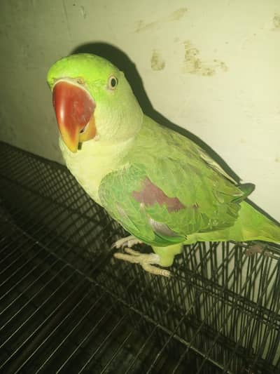 Kashmir raw parrot for sale 10 month age Whatsapp no 03222352063