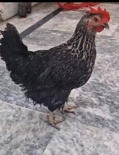 Pure egg  laying big desi hens