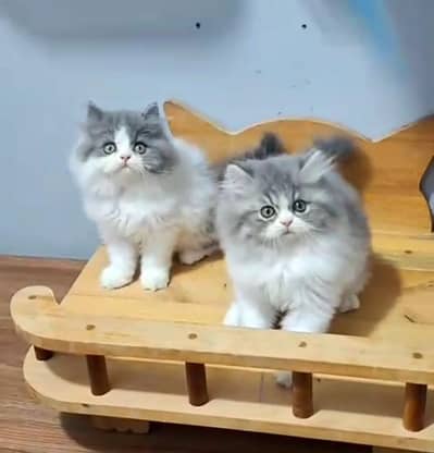 Persian Cats & Kittens for Sale may WhatsApp 03493839133