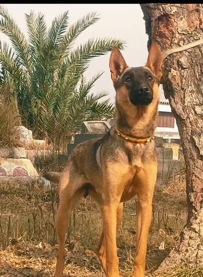 Alsatian bagiyadi female full  security dog available for sale