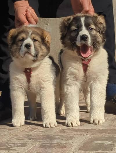 Alabai dog | afghan kochi puppy | kurdish kangal pair for sale