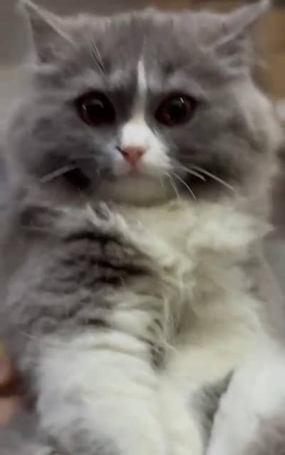 Pure Persian kitten male female Mor WhatsApp 03094016734